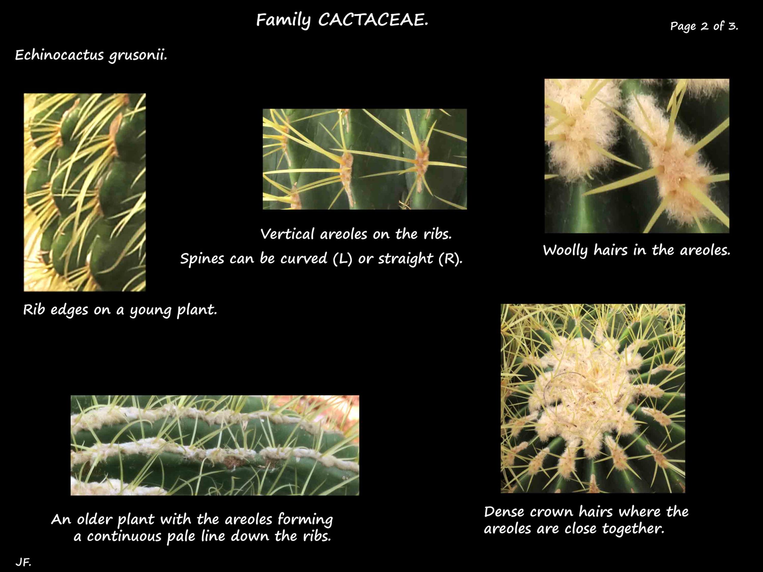 2 Echinocactus areoles